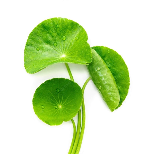 Cica (Centella Asiatica)